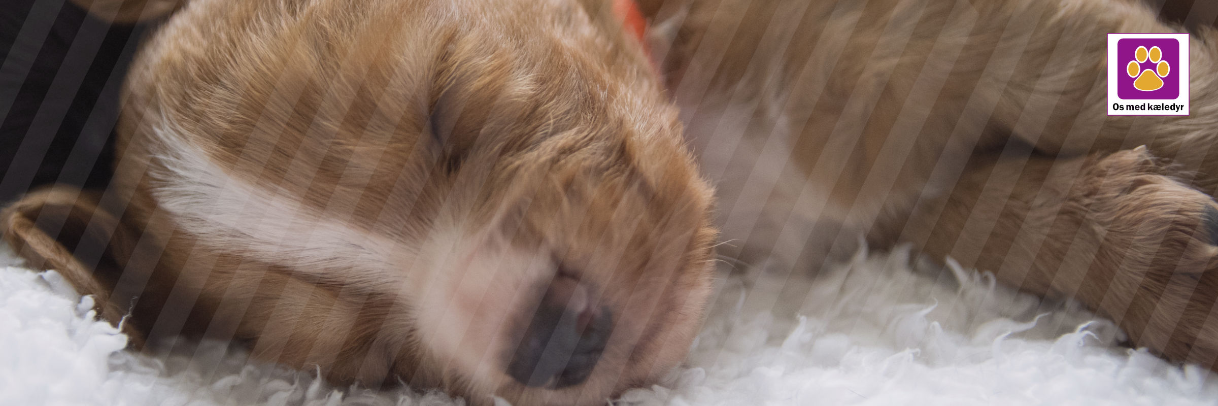 Sådan skaber du tryghed for din nye hvalp – Ekspertråd fra Os med kæledyr