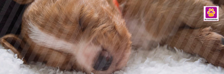 Sådan skaber du tryghed for din nye hvalp – Ekspertråd fra Os med kæledyr