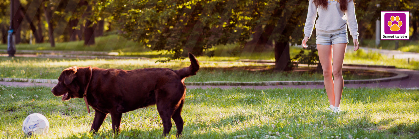 Skræddersyet vægttab for hunde – sådan gør SPECIFIC det