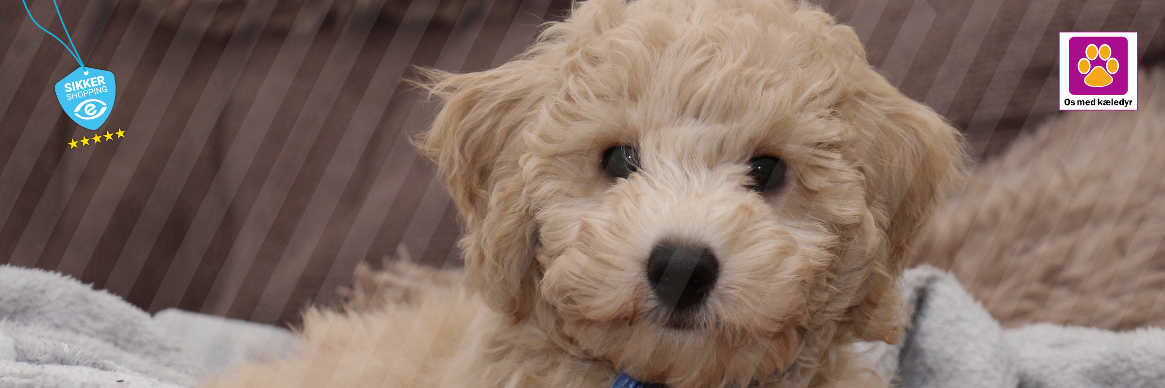 Spørgsmål du skal stille, før du adopterer en hvalp