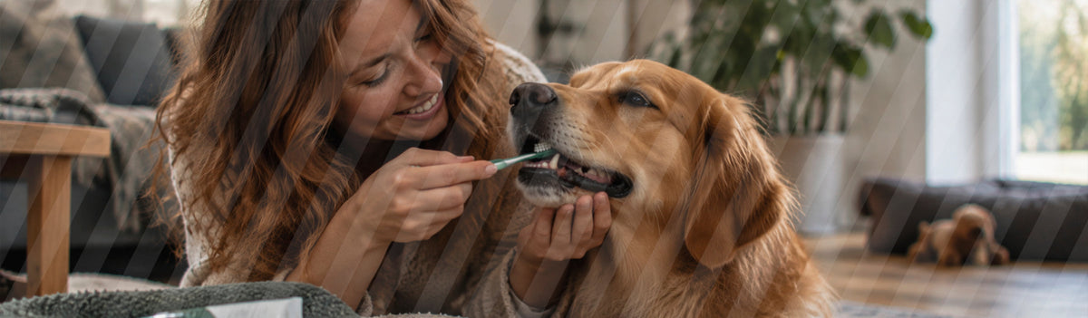 Tandpleje til hund - sådan kommer du godt i gang