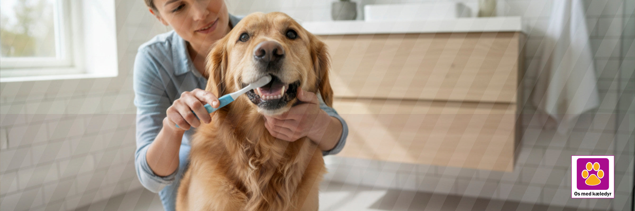 Tandpleje til hund: sådan forebygger du tandsten (og hvad der virker)