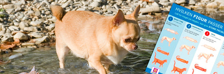 Tjek om din hund er overvægtig!