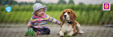 Top 5 familievenlige hunderacer i Danmark (+ bonus: blanding)