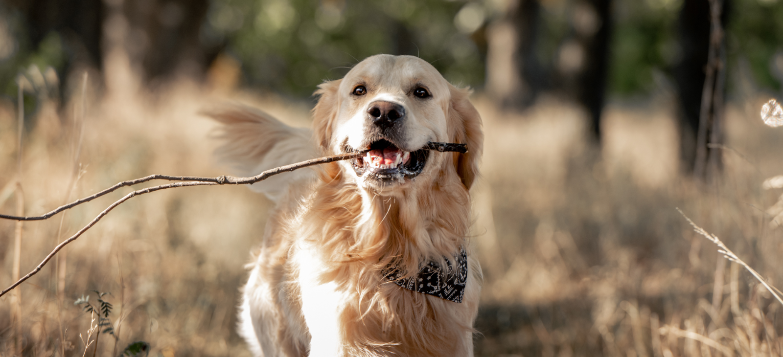 Ved du hvornår din hund er glad