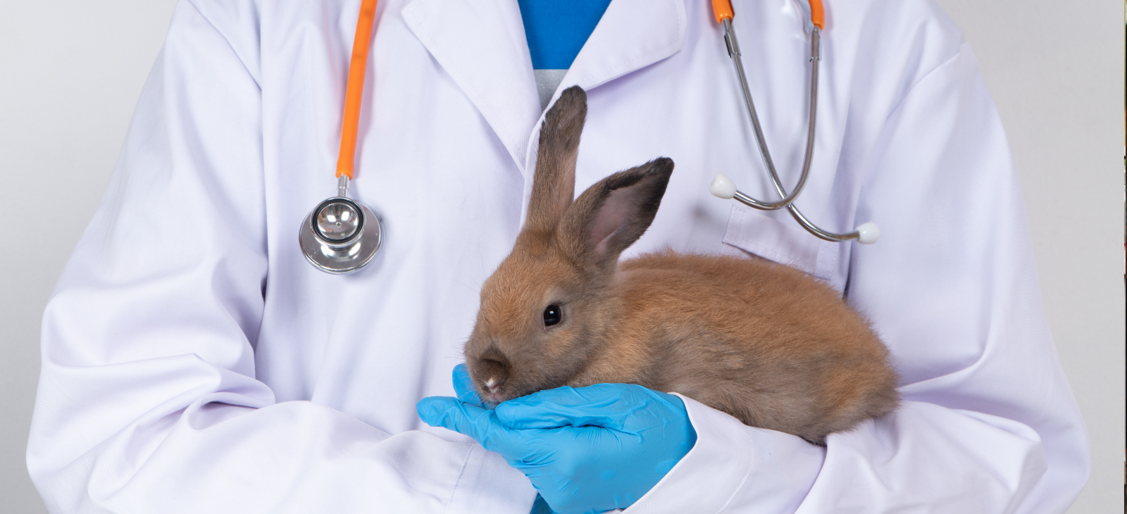 Viral Hæmorrhagisk Disease hos kaniner
