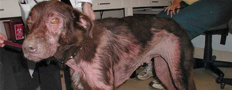 Allergi hund også kendt som atopisk dermatitis
