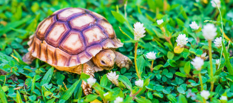 Pasningsvejledning for Europæisk Landskildpadde