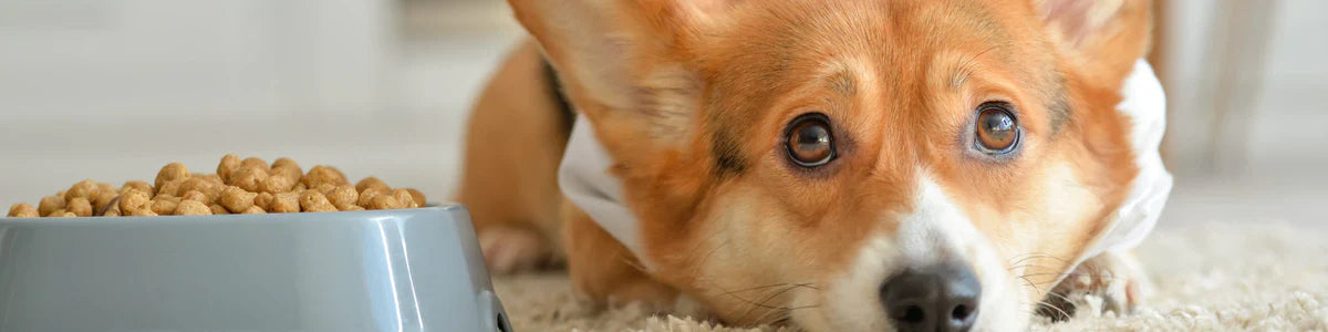 Min hund vil ikke spise - hvad kan jeg gøre ?