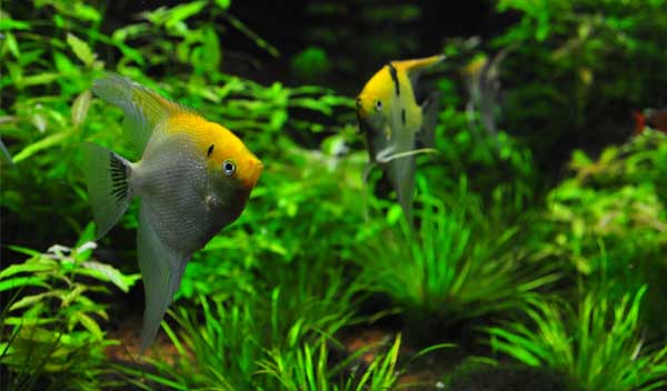 Guide til opstart af akvarium