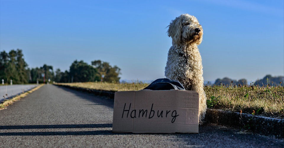 Guide til hvordan du rejser til udlandet med din hund eller kat