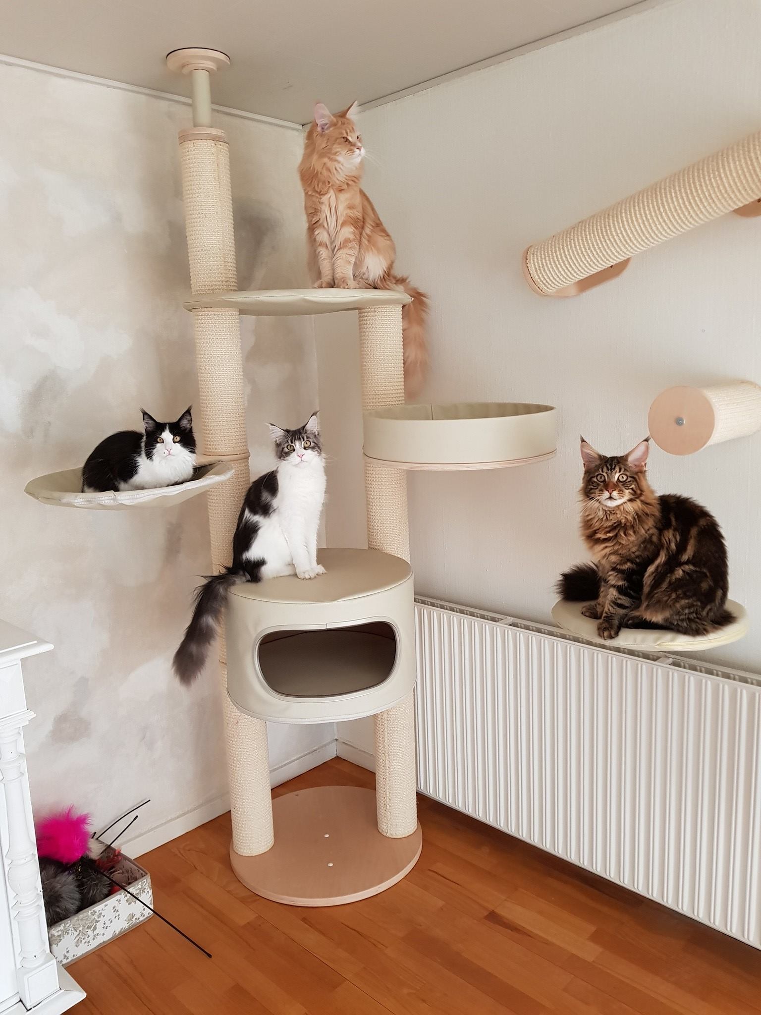 Active Cats Kradsemiljø