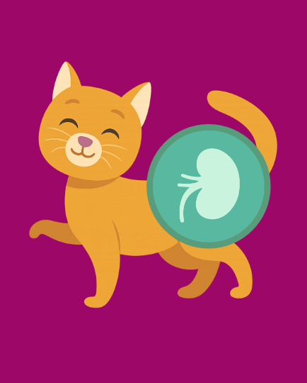 Kattemad til urinvejsproblemer	