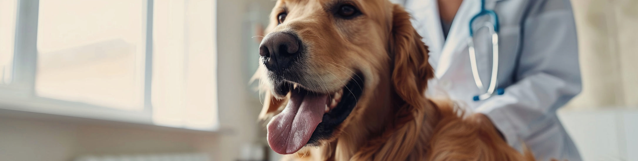 Fordøjelse & Sart Mave – Produkter til hunde med følsom mave