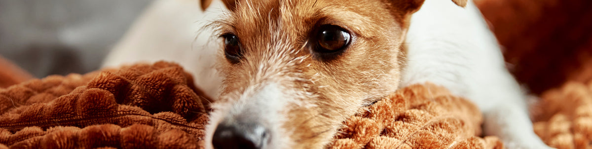 Kornfrit Hundefoder – Hundemad Uden Korn | Sundt & Allergivenligt