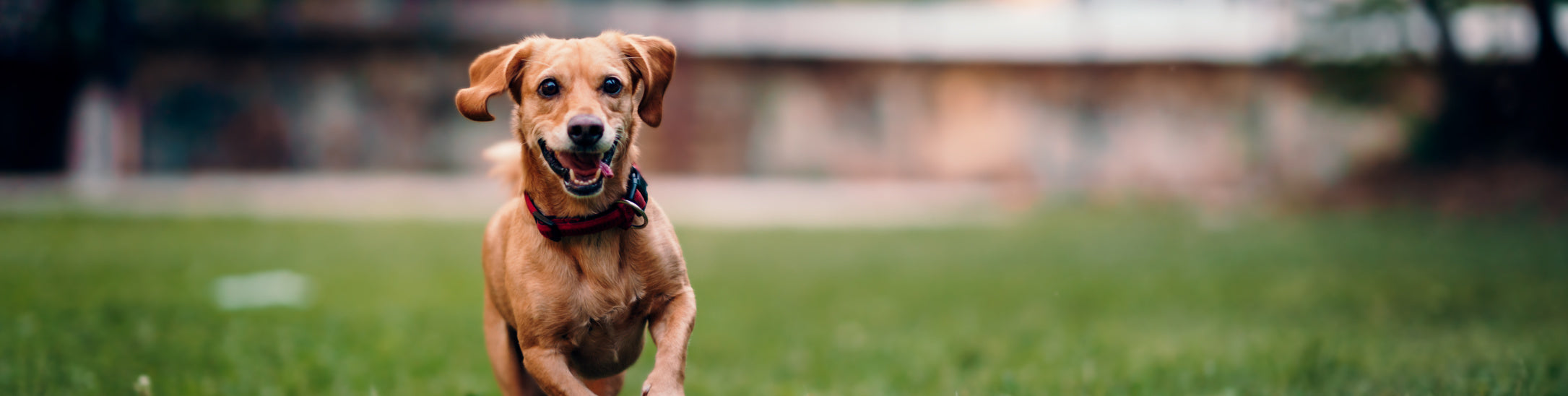 Led & Muskelpleje til Hunde – Støt bevægelse, smidighed og livsglæde