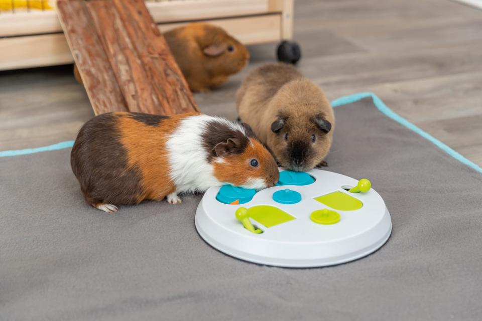 Kaninspil, flip board, aktivitet til snacks