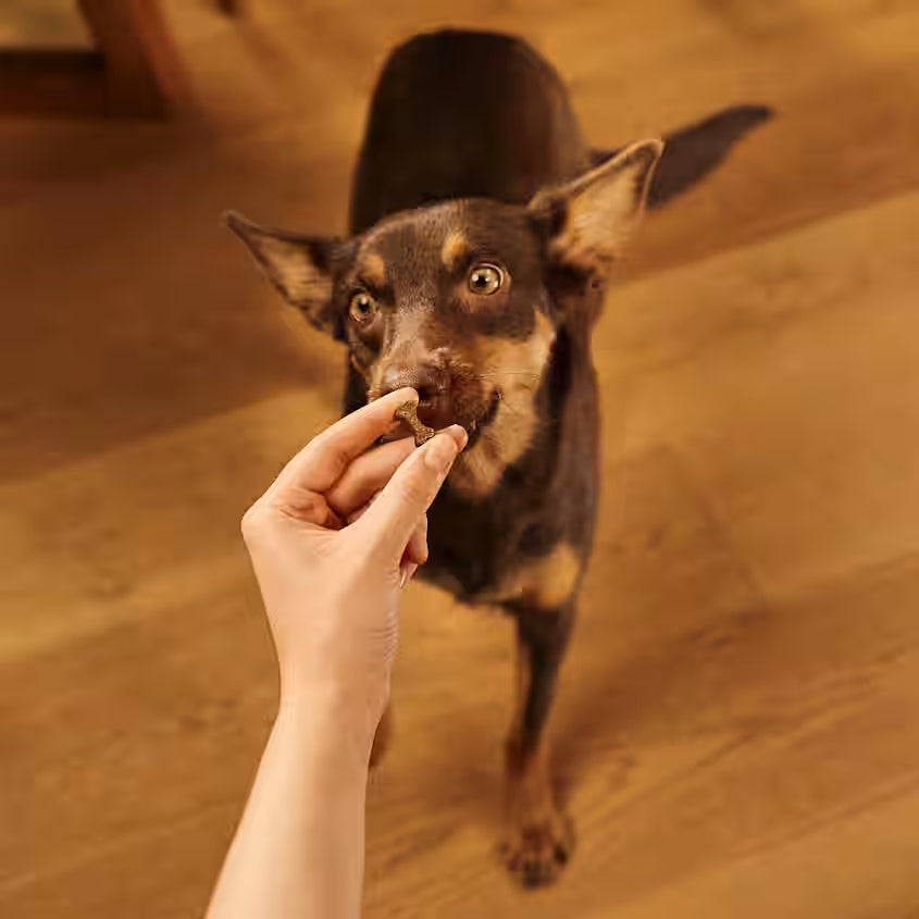 Hundegodbidder Soft med And fra Carnilove - Korn- & Glutenfri