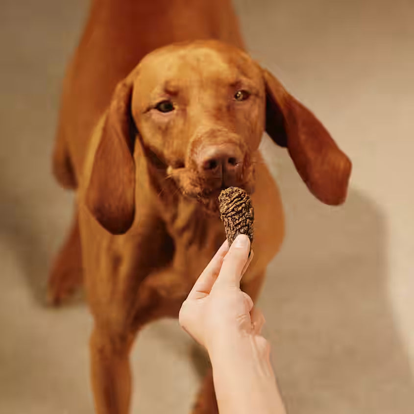 Hundegodbidder Jerky med Kalkun & Vildtkød fra Carnilove - Korn- & Glutenfri