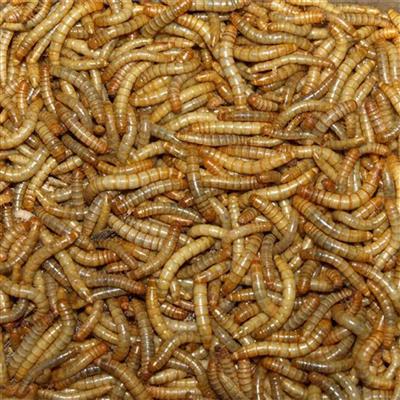Tørrede melorme 1kg, til reptiler, fugle, samt smådyr m.fl.
