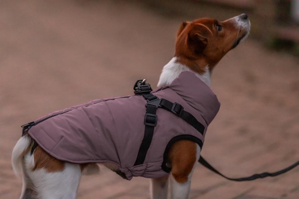 Hunde vinterjakke REFLEKS med sele LILLA (varm & vandtæt)
