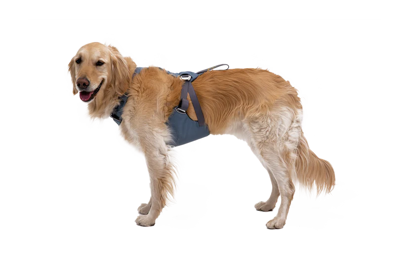 Load Up Harness fra Ruffwear – perfekt til aktive hunde