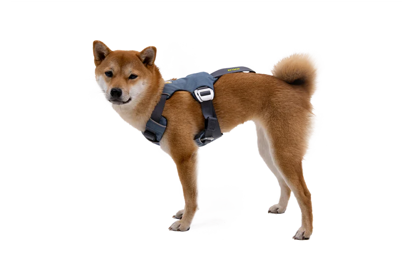 Load Up Harness fra Ruffwear – perfekt til aktive hunde