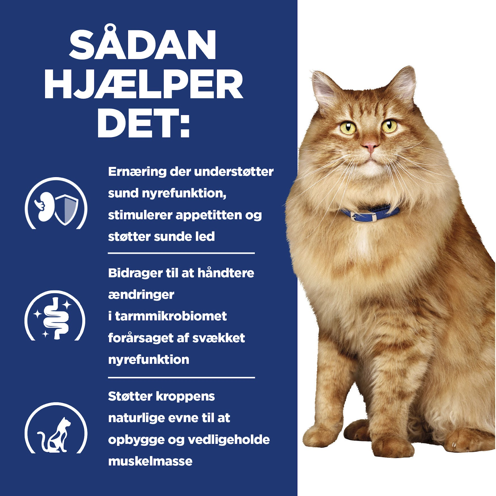 Hill's PRESCRIPTION DIET k/d + Mobility vådfoder til katte med kylling - 12x85g portionsposer