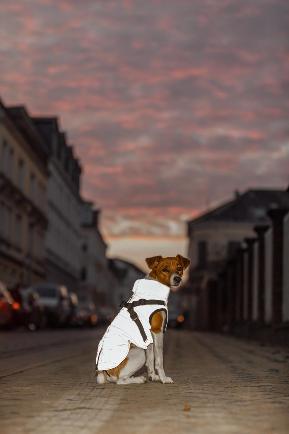 Hunde vinterjakke REFLEKS med sele LILLA (varm & vandtæt)