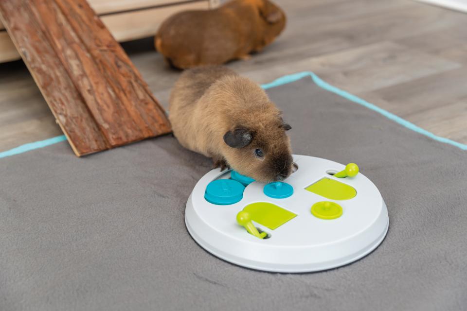 Kaninspil, flip board, aktivitet til snacks