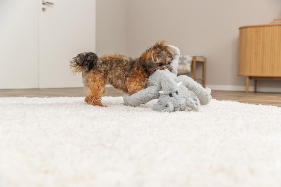 Bamse til hunden, Elefant med piv, Sød med lange arme & pjusket