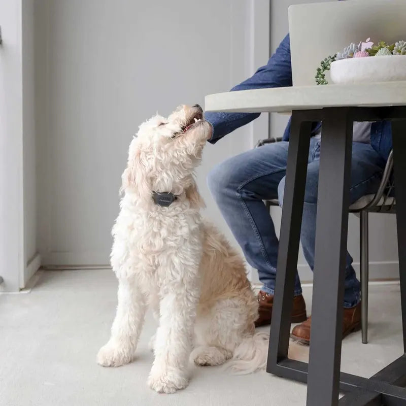 Anti Gø halsbånd med lyd fra PetSafe