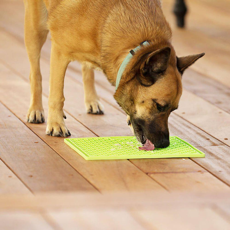 Buddy, the dog, is chewing on a green Lickimat Buddy Hundeskål med dupper til aktivering til hunde og katte.