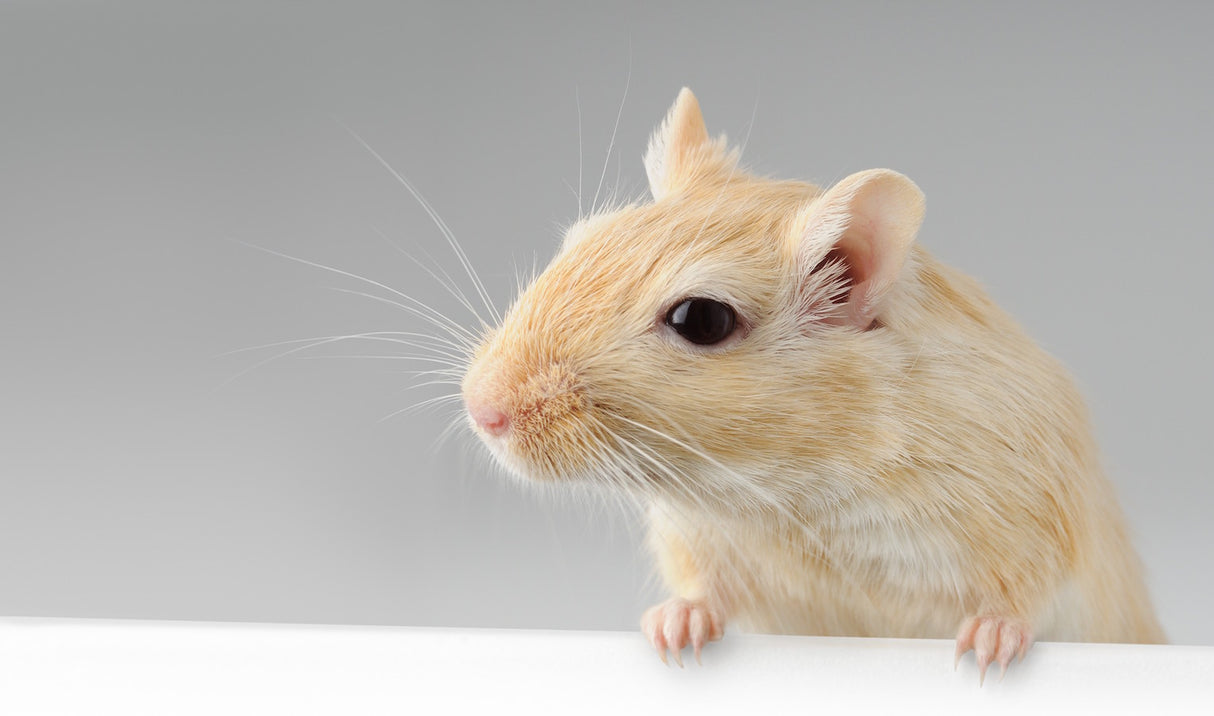 Nyt kæledyr, gerbil (ørkenrotte)