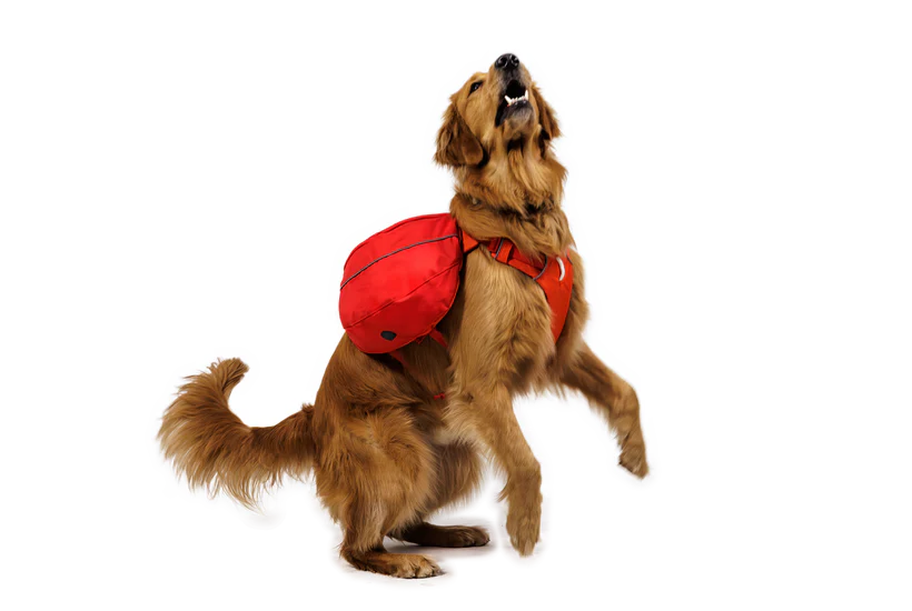 Palisades Pack fra Ruffwear – perfekt til aktive hunde
