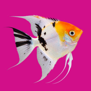 Køb alt til dine fisk og akvarie her