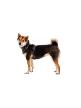 Front Range® Harness fra Ruffwear on dog Basalt Gray