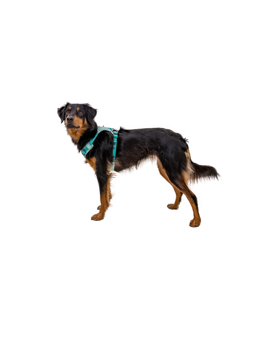 Hi & Light Harness fra Ruffwear – perfekt til aktive hunde
