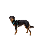 Hi & Light Harness fra Ruffwear – perfekt til aktive hunde
