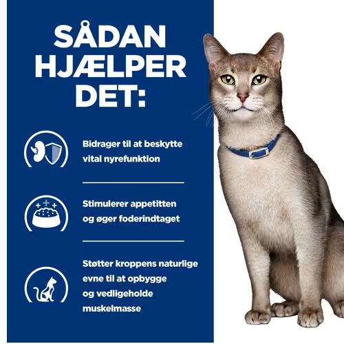 En kat med et halsbånd på halsen, der lider af nyreproblemer, har brug for Hills Prescription Diet k/d Nyrepleje vådfoder til katte med kylling 24x156g dåse.
