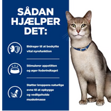 En kat med et halsbånd på halsen, der lider af nyreproblemer, har brug for Hills Prescription Diet k/d Nyrepleje vådfoder til katte med kylling 24x156g dåse.