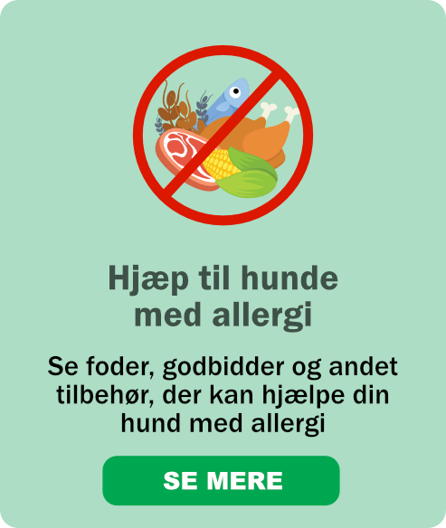 Se foder, godbidder og andet tilbehør, der kan hjælpe din hund med allergi