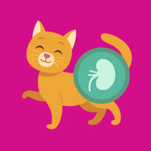 Kattemad til nyresygdom og nyrestøtte