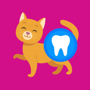 Kattemad til tandpleje og sunde tænder