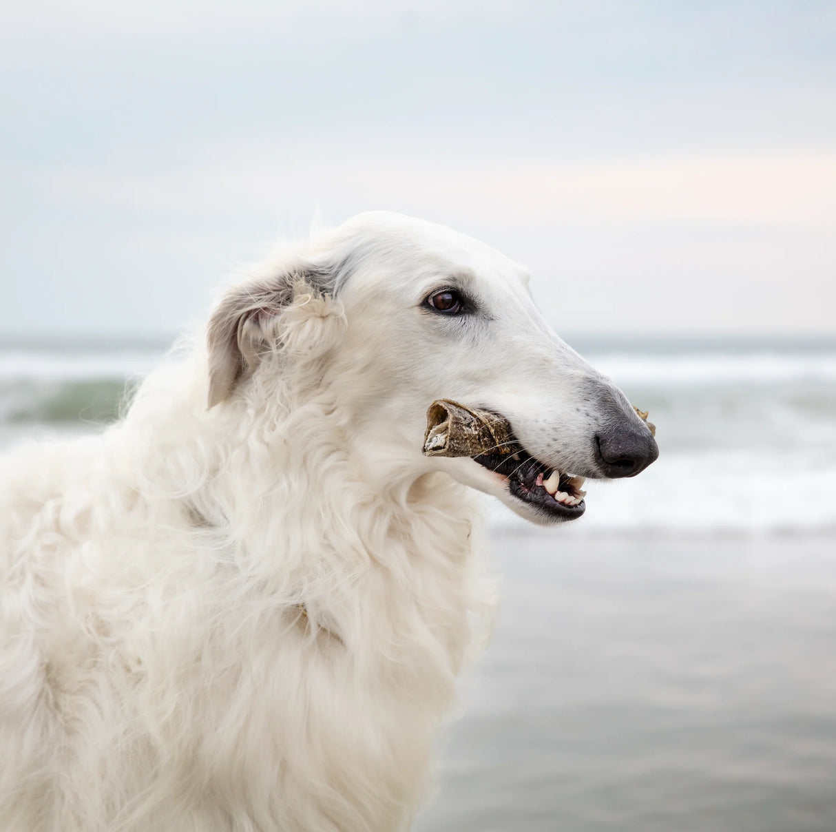 ESSENTIAL NORTH SEA CHEWY DELIGHTS - Lækre Tyggesnacks