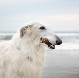 ESSENTIAL NORTH SEA CHEWY DELIGHTS - Lækre Tyggesnacks