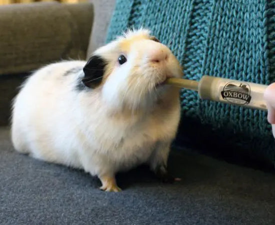 Oxbow Critical Care – ernæringsstøtte til kaniner, gnavere og smådyr