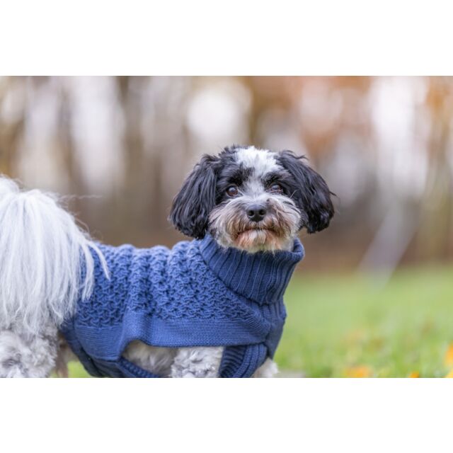 Hundetrøje, Blå, Pullover Norwood