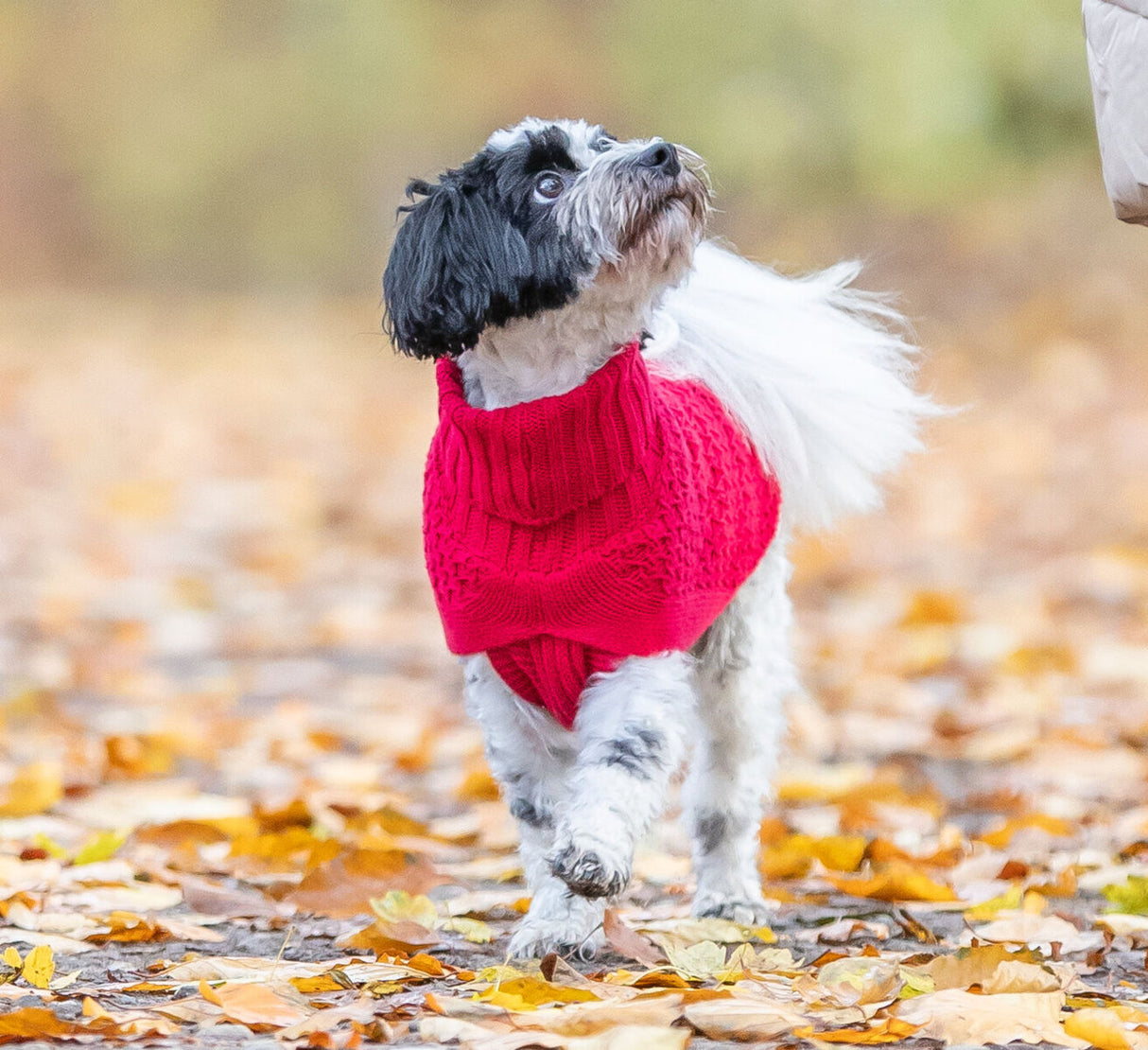 Hundetrøje, Rød, Pullover Norwood