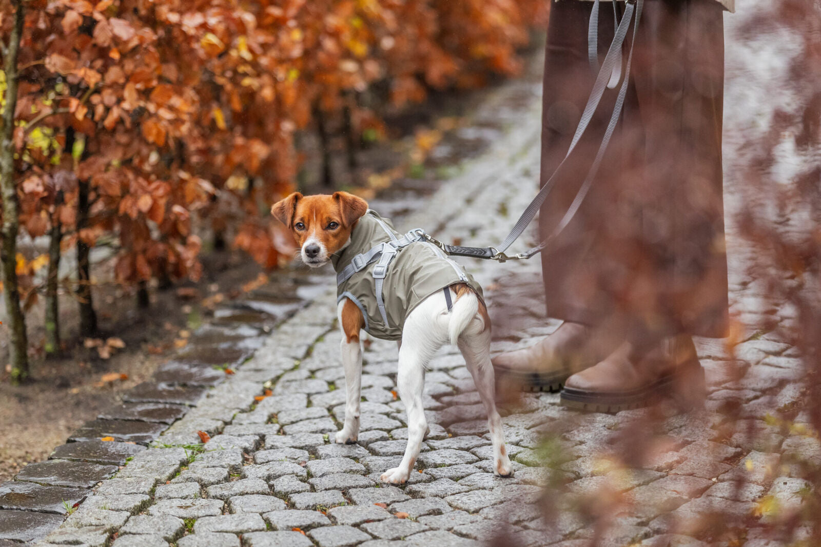Hundejakke, trendy, lækker & grøn (vand- & vindafvisende)